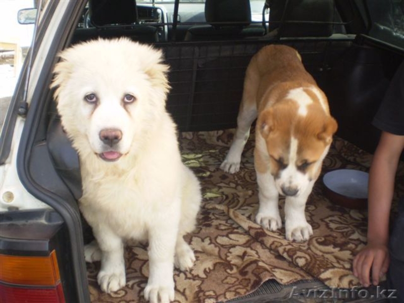 Великолепные щенки Азиатской Овчарки - Изображение #6, Объявление #634233