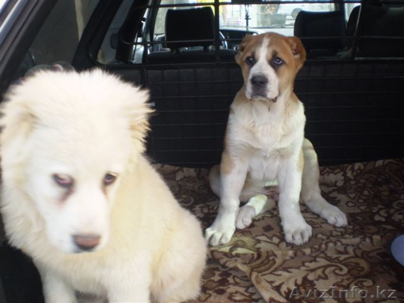 Великолепные щенки Азиатской Овчарки - Изображение #7, Объявление #634233