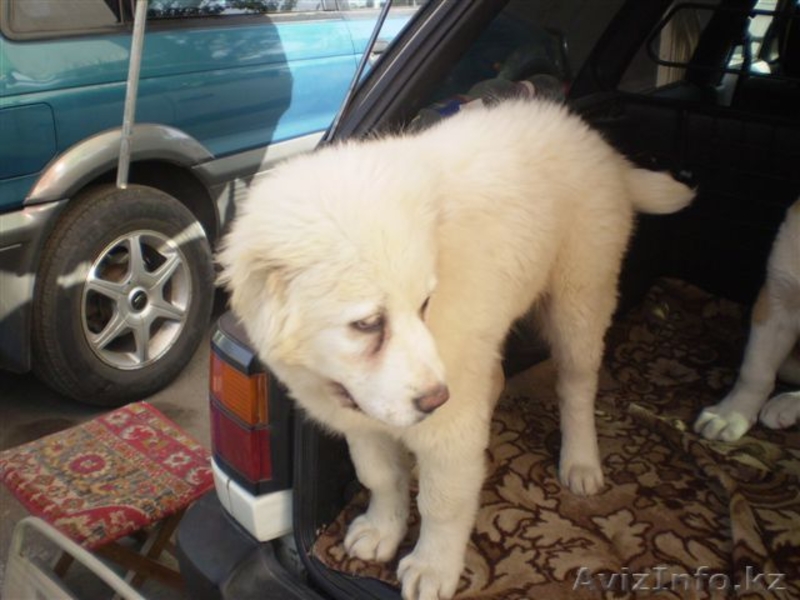 Великолепные щенки Азиатской Овчарки - Изображение #3, Объявление #634233