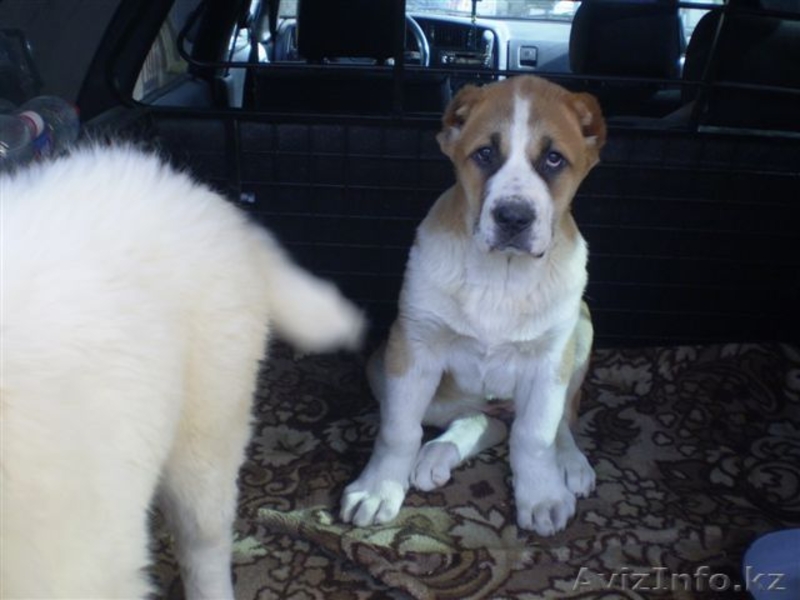 Великолепные щенки Азиатской Овчарки - Изображение #2, Объявление #634233