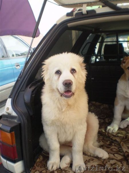 Великолепные щенки Азиатской Овчарки - Изображение #1, Объявление #634233