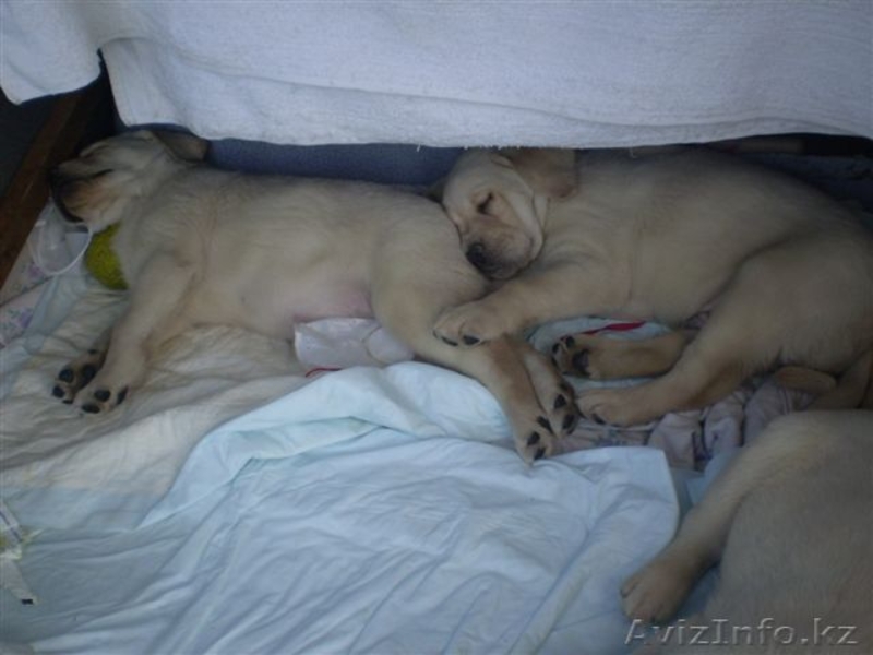 Элитные щенки Лабрадора Ретривера - Изображение #3, Объявление #634224