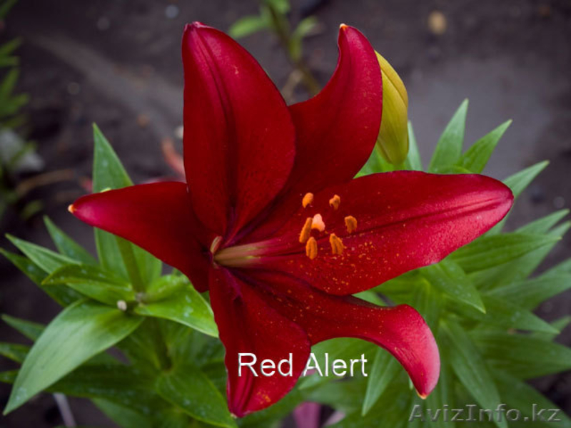 Растения,лилии 18 сортов,петуния в ассортименте - Изображение #3, Объявление #614952