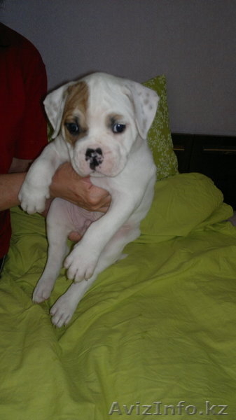 Продам щенков Американского бульдога - Изображение #3, Объявление #652045