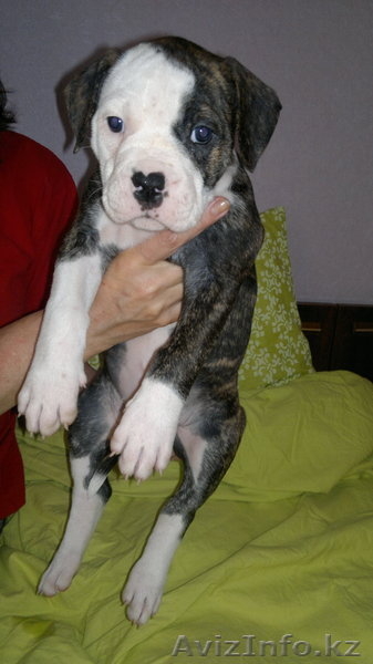 Продам щенков Американского бульдога - Изображение #4, Объявление #652045