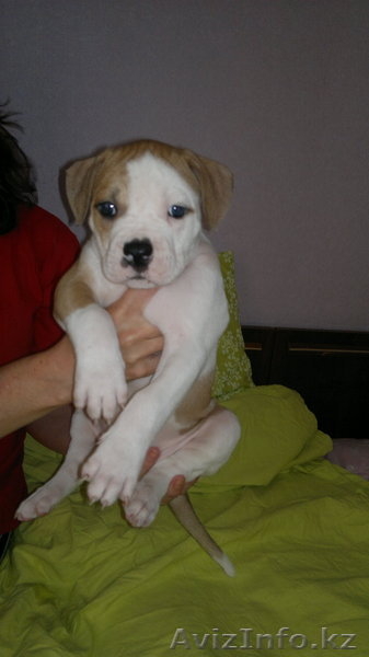 Продам щенков Американского бульдога - Изображение #5, Объявление #652045