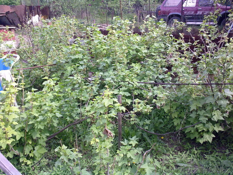 Дача по верхней каскеленской трассе - Изображение #3, Объявление #645580