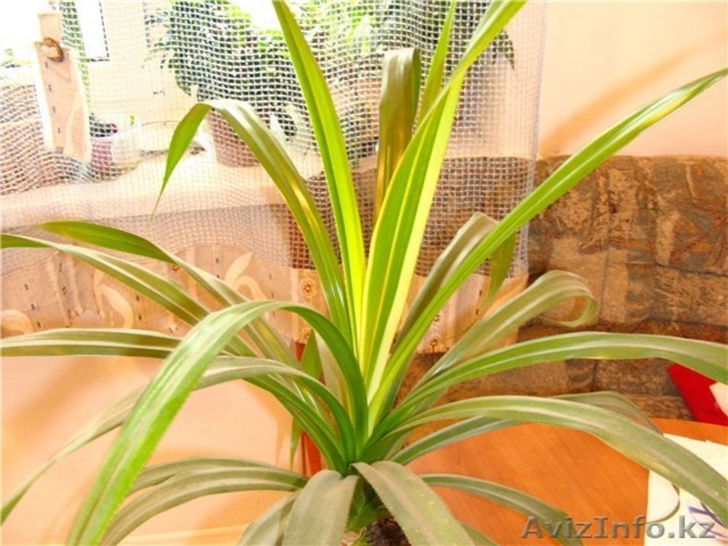  100% Органический Биостимулятор для  всех типов цветов и растений - Изображение #4, Объявление #653345