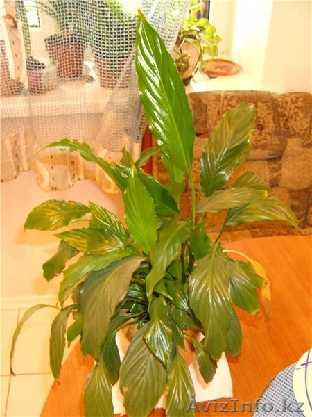  100% Органический Биостимулятор для  всех типов цветов и растений - Изображение #3, Объявление #653345