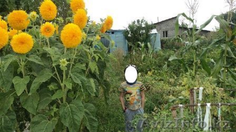 Дача по верхней каскеленской трассе - Изображение #6, Объявление #645580