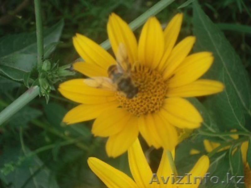 Дача по верхней каскеленской трассе - Изображение #8, Объявление #645580