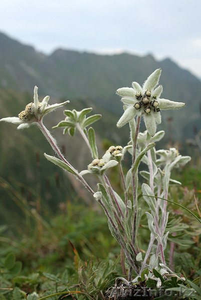 гостиница "Эдельвейс" - Изображение #3, Объявление #643208