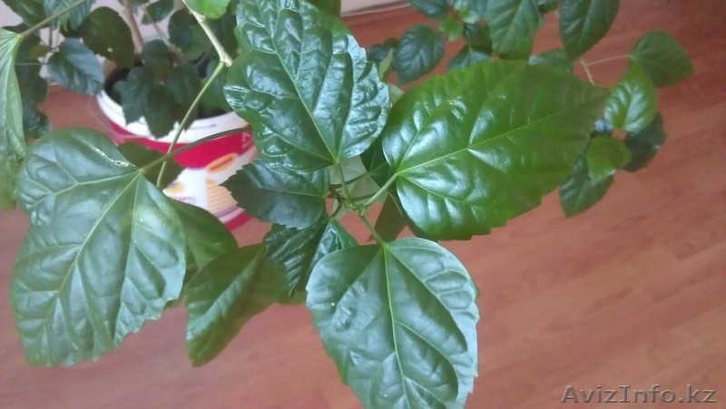 Гибискус (Китайская Роза) - Изображение #3, Объявление #660421