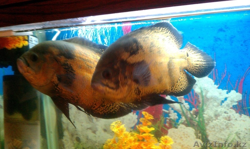 Астронотусы 3 шт. 21-23 см. - Изображение #3, Объявление #668269