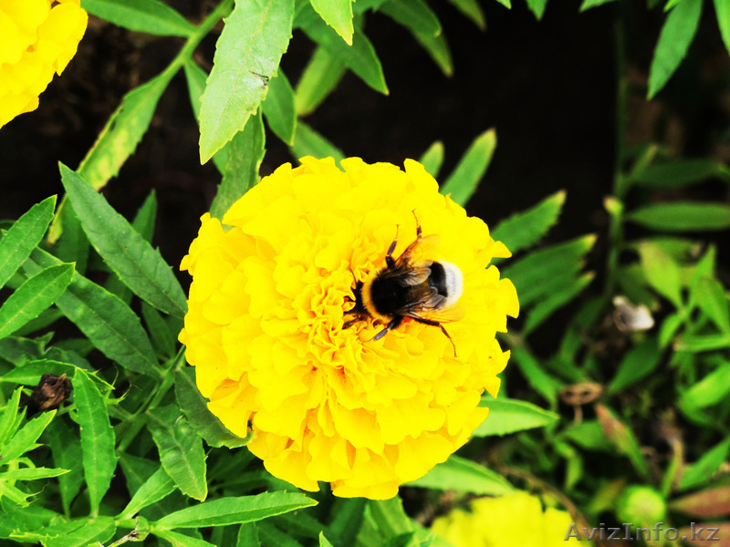 Мусатаев Алихан Келешекулы 87755050415 - Изображение #3, Объявление #648552