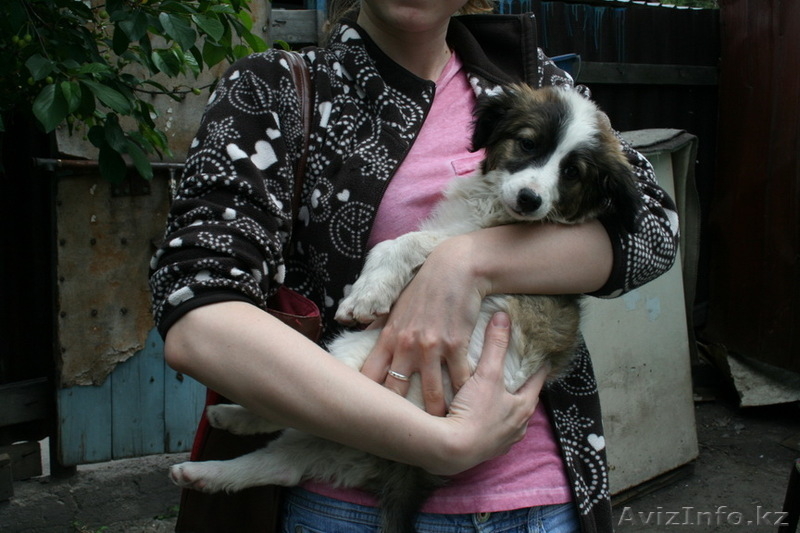 Отдадим Щенка в хорошие руки - Изображение #1, Объявление #654571