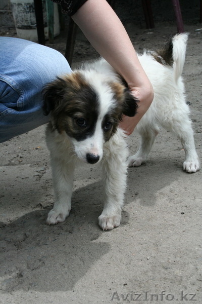 Отдадим Щенка в хорошие руки - Изображение #2, Объявление #654571