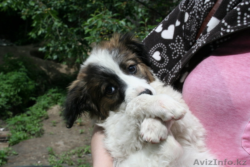 Отдадим Щенка в хорошие руки - Изображение #3, Объявление #654571