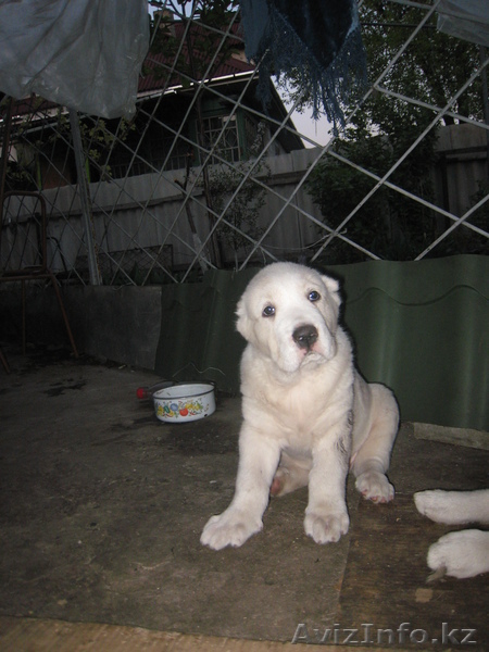 Продам алабайчиков - Изображение #1, Объявление #618660