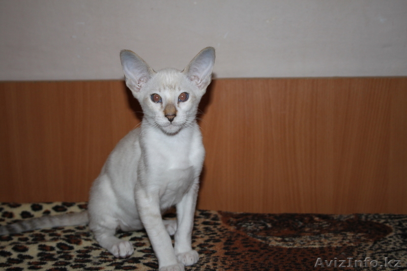 Ориентальные и британские котята - Изображение #2, Объявление #671566