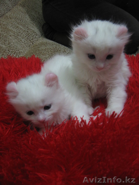 Котята Американского керла белые и черные - Изображение #2, Объявление #650047
