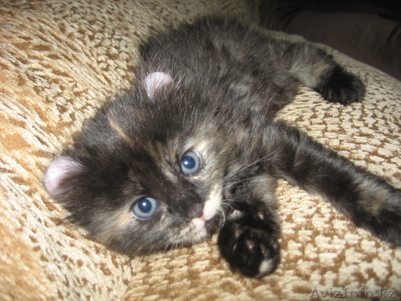 Котята Американского керла белые и черные - Изображение #1, Объявление #650047