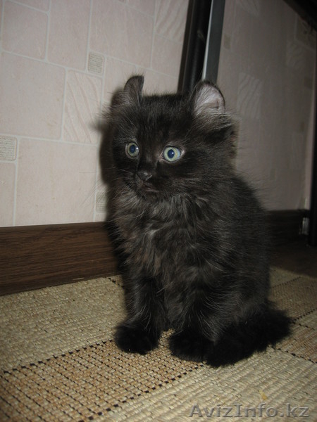 Котята Американского керла белые и черные - Изображение #3, Объявление #650047