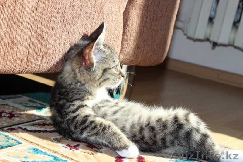 Отдам котенка в добрые, хорошие, заботливые руки - Изображение #2, Объявление #669841