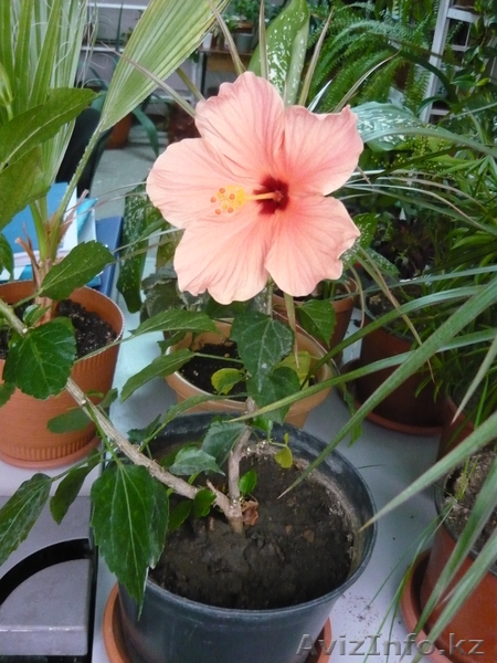 Продам Бегонию всегдацветущую - Изображение #4, Объявление #664078