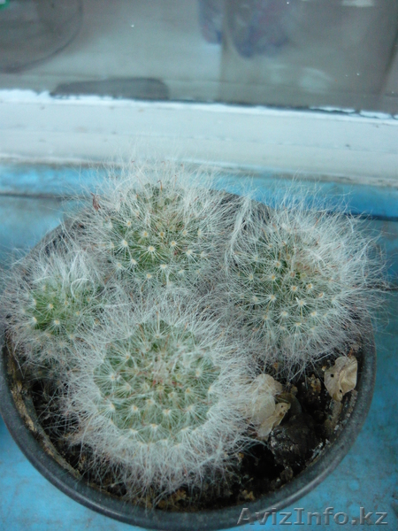 Продам Бегонию всегдацветущую - Изображение #3, Объявление #664078