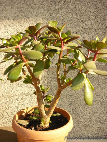 Продам Бегонию всегдацветущую - Изображение #5, Объявление #664078