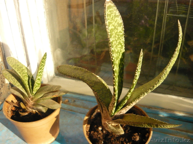 Продам Бегонию всегдацветущую - Изображение #6, Объявление #664078