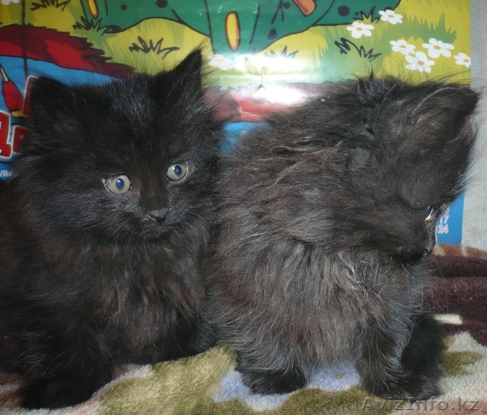 Котята в добрые руки - Изображение #2, Объявление #669165