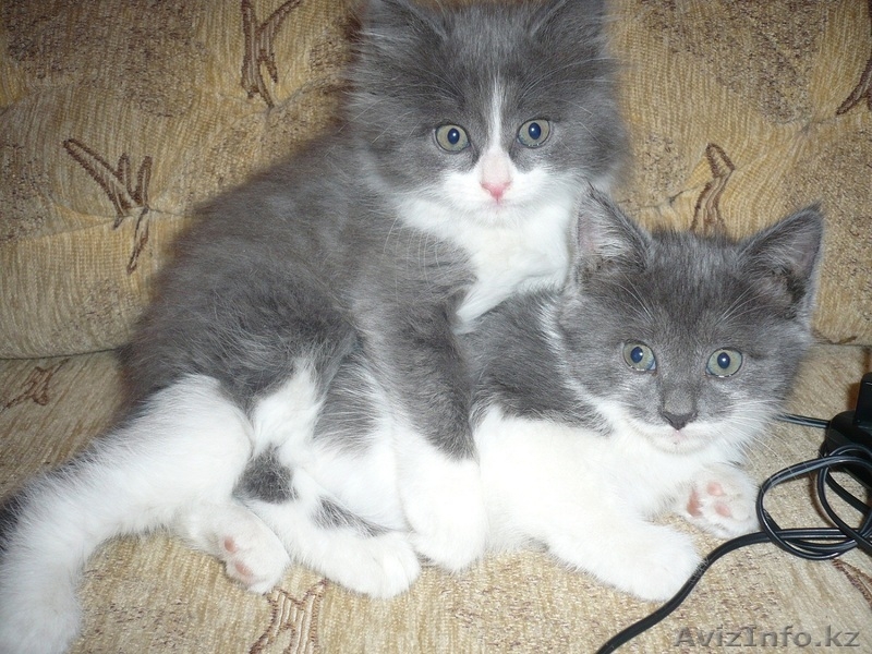 Котята в добрые руки - Изображение #1, Объявление #669165
