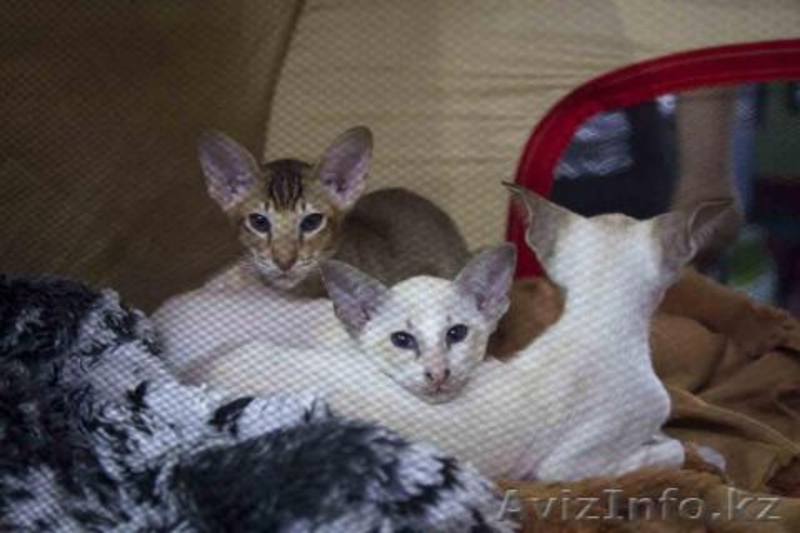 Ориентальные и британские котята - Изображение #1, Объявление #671566