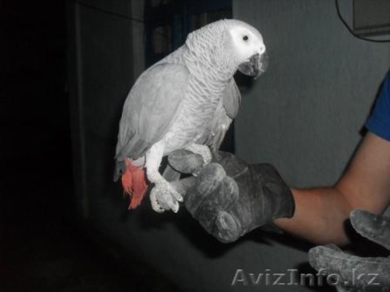 Жако краснохвостый  (попугай) - Изображение #3, Объявление #671399