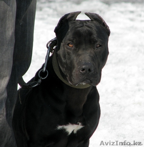 Щенки американского питбультерьера - Изображение #1, Объявление #693141