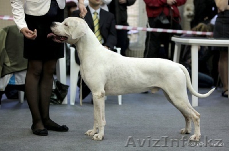 Щенки Аргентинского дога!!!  - Изображение #1, Объявление #686959