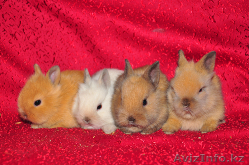 Карликовые кролики - Изображение #3, Объявление #701041