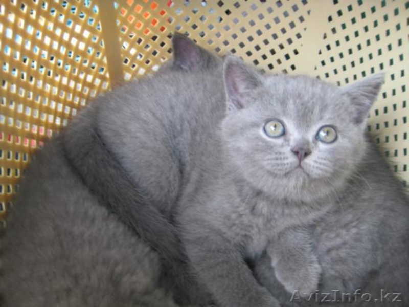 Продаю чистокровных британских котят - Изображение #2, Объявление #459192