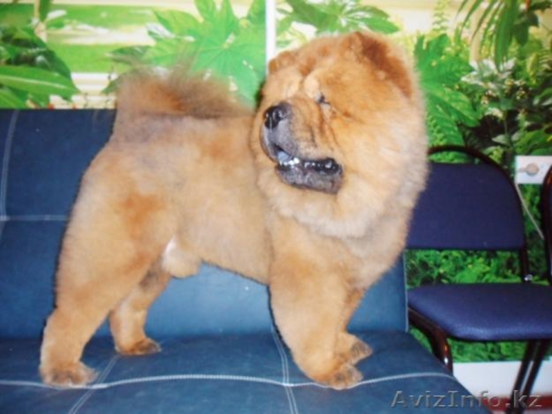 стрижка собак декоративных пород - Изображение #1, Объявление #698134