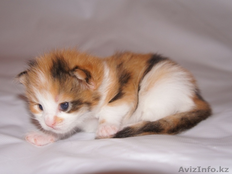 Монопородный питомник Мейн Кунов VikingCastle предлагает! - Изображение #1, Объявление #700508