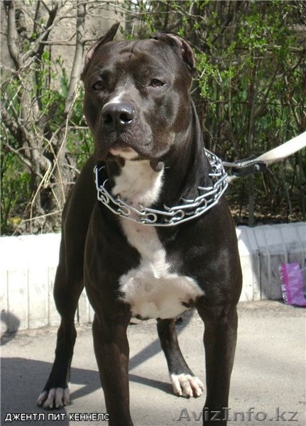 Щенки американского питбультерьера - Изображение #2, Объявление #693141