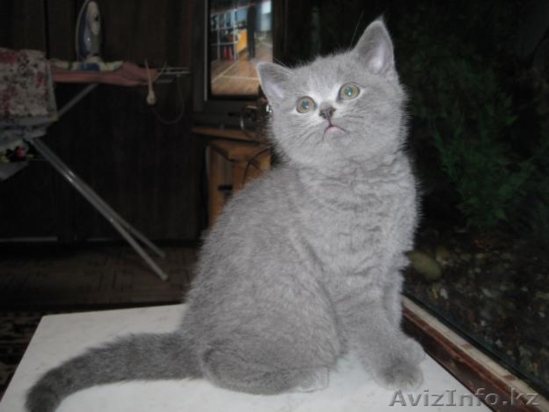 Продаю чистокровных британских котят - Изображение #1, Объявление #459192