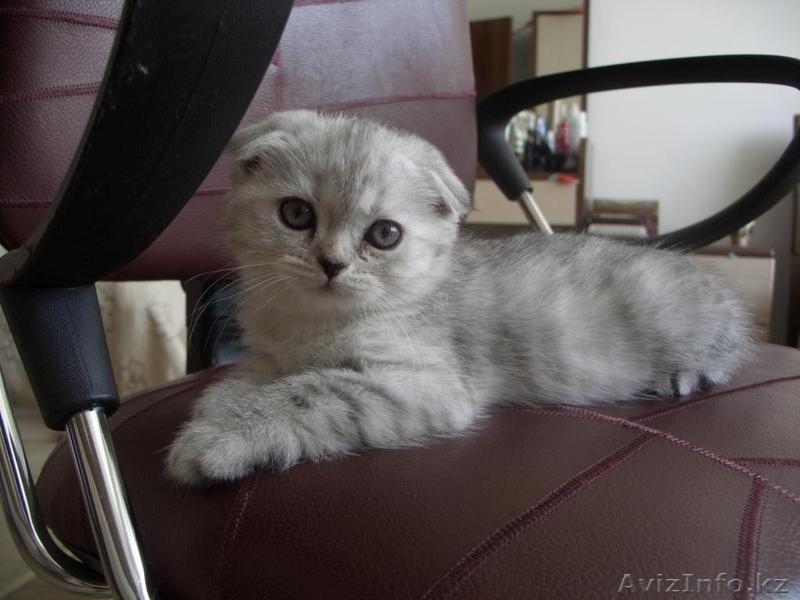 шикарный шотландский вислоухий котенок - Изображение #3, Объявление #675624