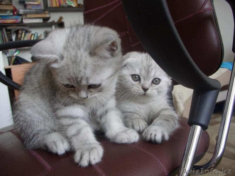 шикарный шотландский вислоухий котенок - Изображение #2, Объявление #675624