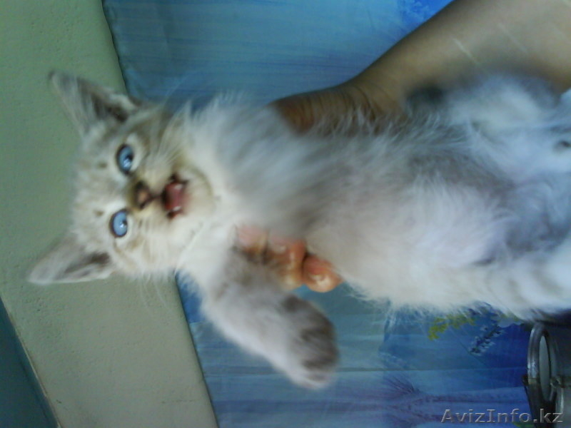Отдам котят в хорошие руки. - Изображение #2, Объявление #684205