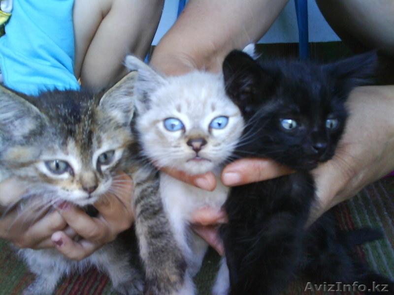 Отдам котят в хорошие руки. - Изображение #4, Объявление #684205