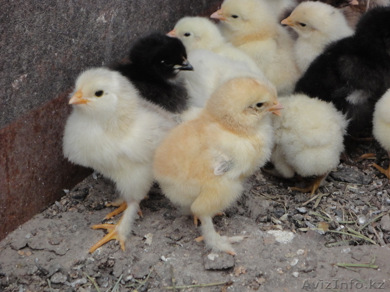 Продам цыплят от домашней курицы  несушки. - Изображение #5, Объявление #697110