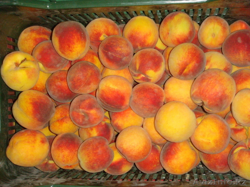 Фрукты из Греции оптом со склада в Астане - Изображение #5, Объявление #688954